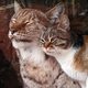 Illustration for article titled WTF; Cat breaks into Zoo...makes a friend...